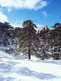 Low angle view of trees on snow covered landscape