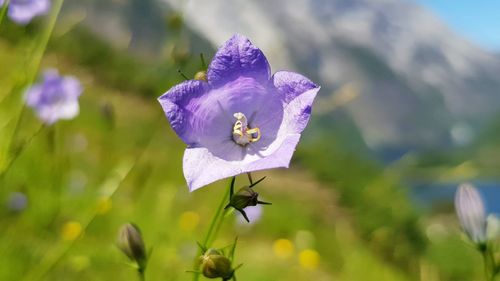 Close-up of purple flowering plant on field