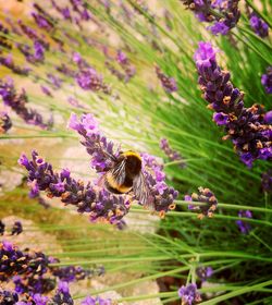 Close-up of bee on flower