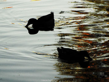 Silhouette dog swimming in lake