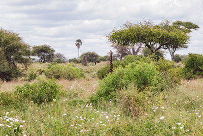 Trees on field against sky