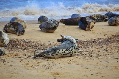 Seals on a norfolk beach