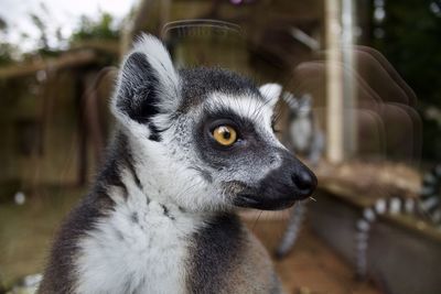 Close-up of lemur at landau zoo