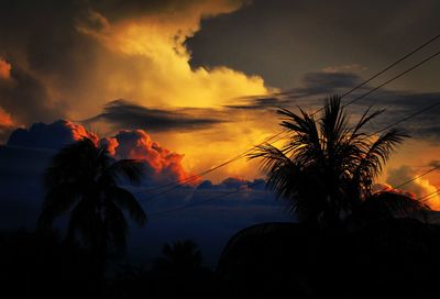 Silhouette of trees at sunset