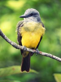 Close-up of bird perching on branch