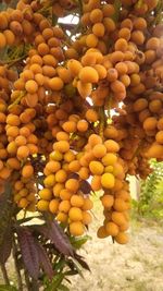 Close-up of fruits hanging on tree