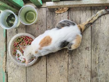 High angle view of cat eating her favourites cats food 