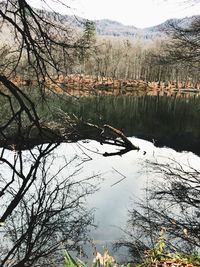 Scenic view of lake in forest during winter