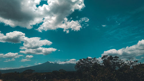 Low angle view of trees against sky