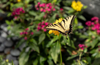 Anise swallowtail butterfly papilio zelicaon perches on a flower in a botanical garden.