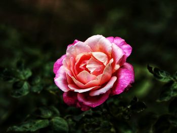 Close-up of pink rose