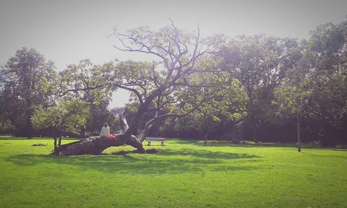 Trees on grassy field