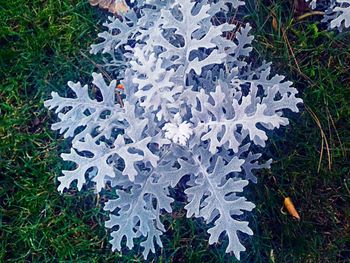 Aerial view of leaf