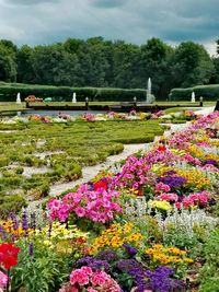 View of flowers in park