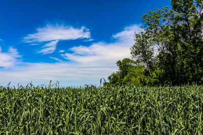 Crops growing on field against sky
