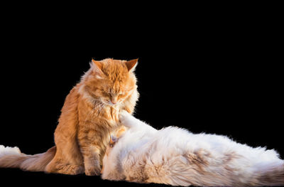 Two long haired cats of siberian breed on a black background