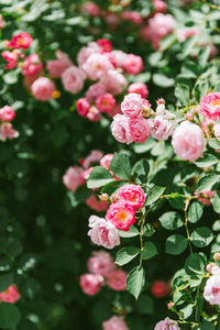 Close-up of pink flowering plants