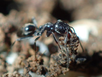 Close-up of ant