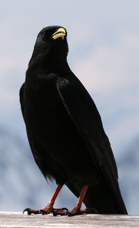 Close-up of bird perching against sky