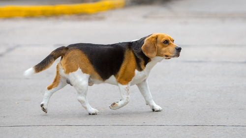 Dog standing on footpath