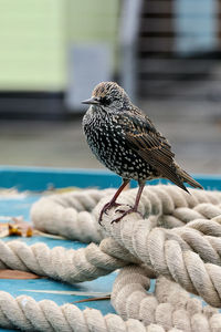 Close-up of bird perching on rope