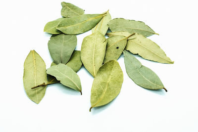 High angle view of leaves against white background