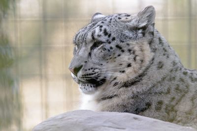 Close-up of a snow leopard