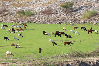 A herd of goats graze in the meadow