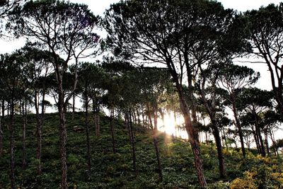 Trees on grassy field