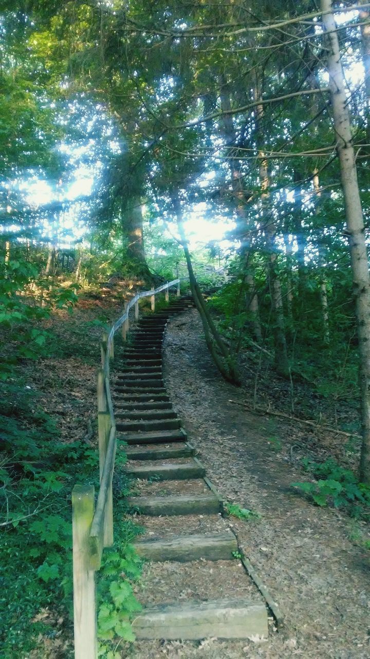 STEPS LEADING TO FOREST