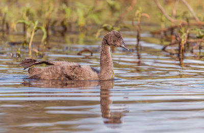 Swan swimming in lake