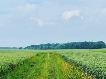 Scenic view of agricultural field against sky
