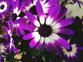 Close-up of purple flowers