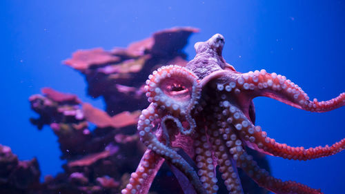 Close-up of octopus