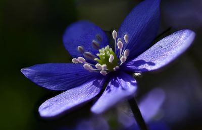 Close-up of purple iris flower