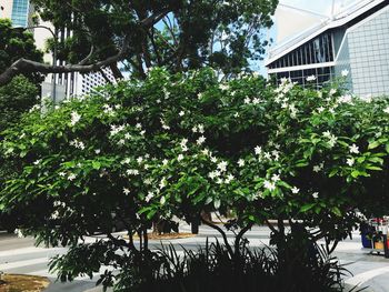 Plants growing on tree