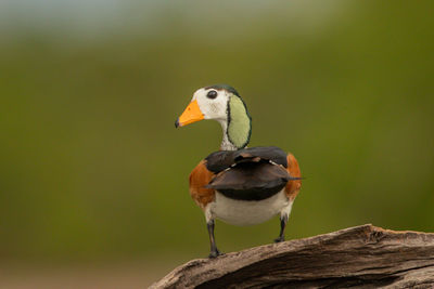 Close-up of bird perching on a tree