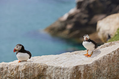 Puffin standing on a rock cliff . fratercula arctica