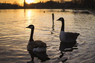 Swans swimming in lake