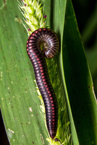 Close-up of insect on plant