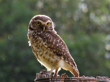 Close-up portrait of owl perching outdoors