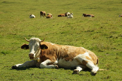 Cows on field