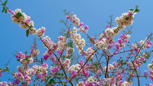 Low angle view of pink flowering tree against blue sky