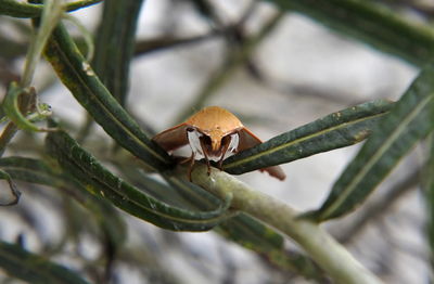 Close-up of insect on plant