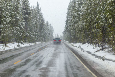 Road amidst bare trees