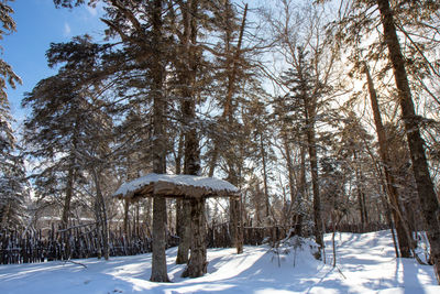 View of snow covered trees in forest