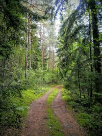 Footpath in forest