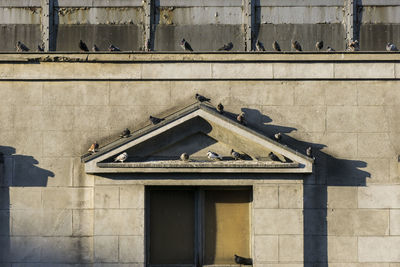 Flock of birds perching on building