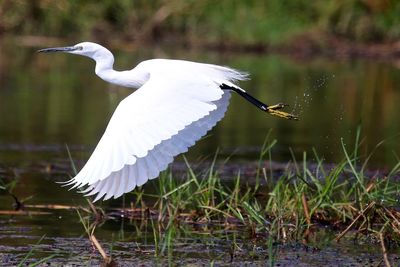 Bird flying over lake