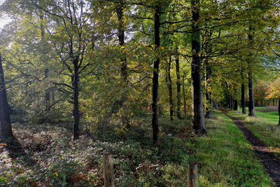 Trees in forest during autumn